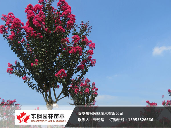 美國(guó)紫薇