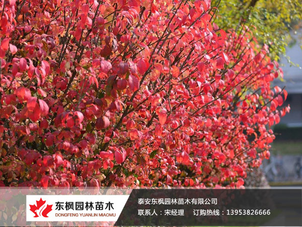 火焰衛(wèi)矛
