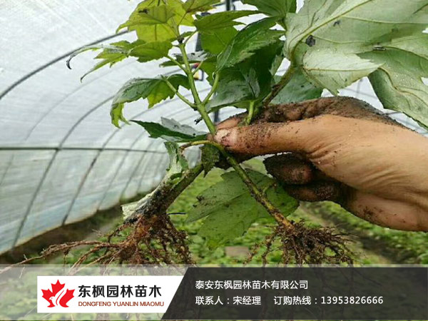 紅點紅楓