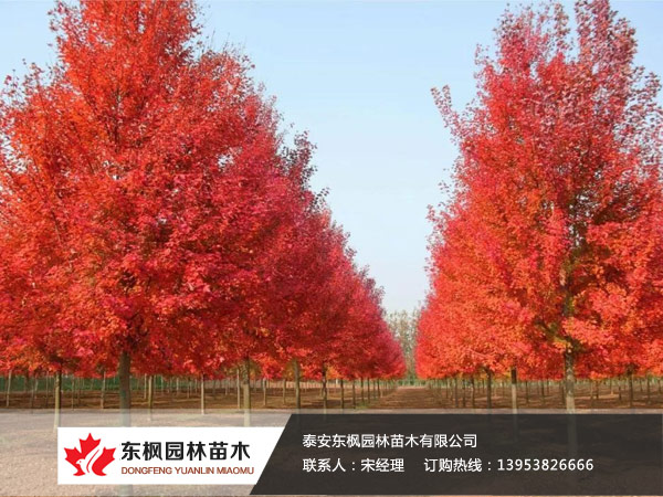 紅點紅楓