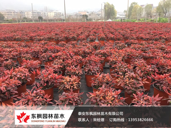 火焰南天竹