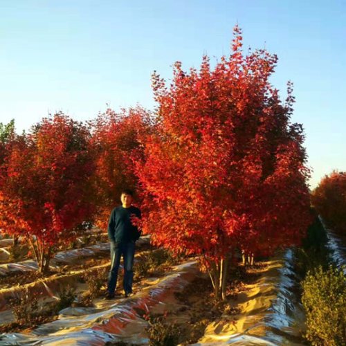 紫薇花瓶|火焰南天竹|叢生紅點(diǎn)紅楓——泰安東楓園林