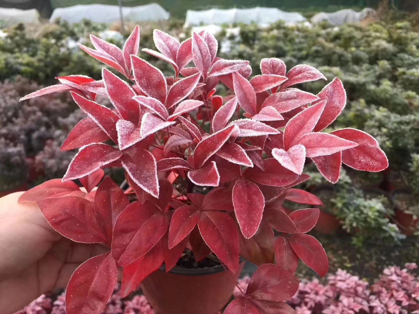 紫薇花瓶|叢生紅點紅楓|火焰南天竹|火焰衛(wèi)矛——泰安東楓園林
