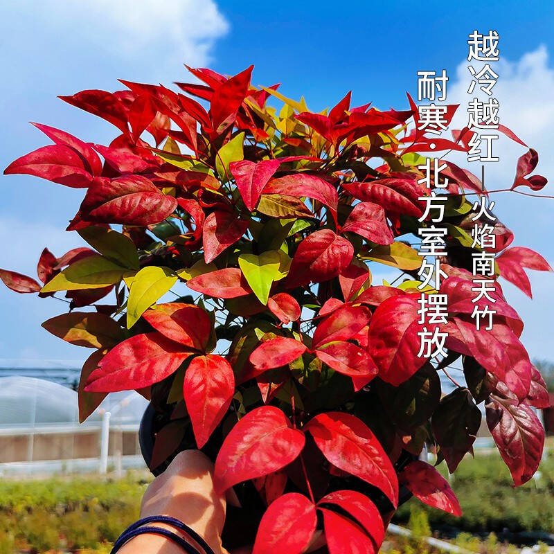 火焰南天竹——在冰冷的冬天，送你暖的色彩！