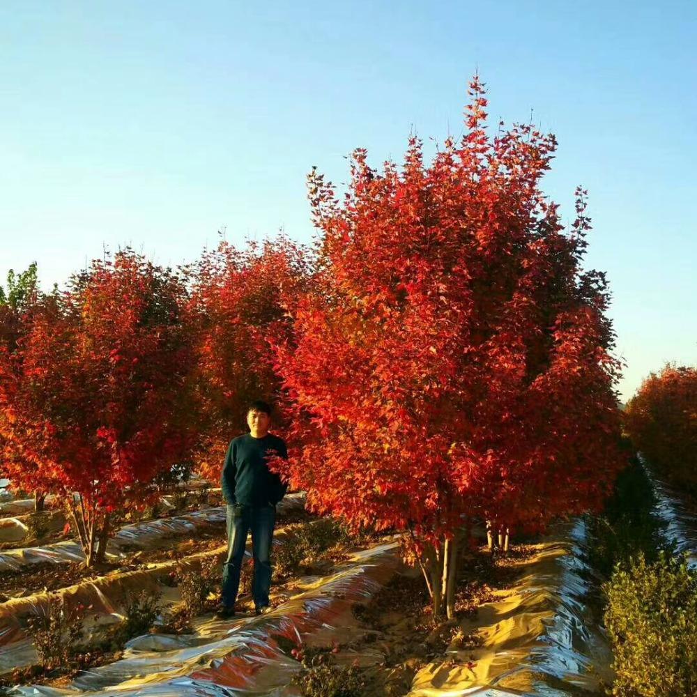 美國紅楓，在砥礪前行中預(yù)見未來