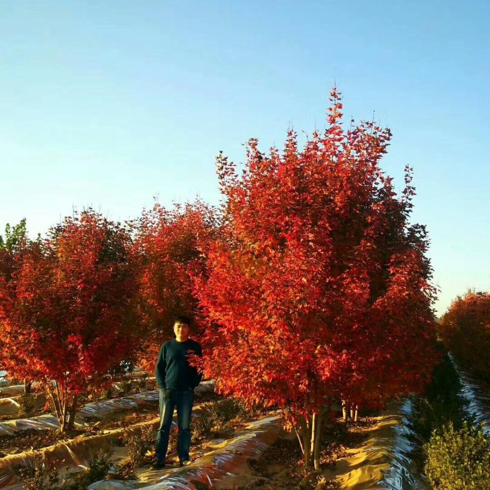 美國紅楓，在砥礪前行中預(yù)見未來